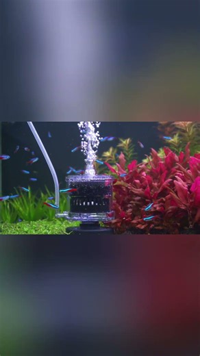 Tiny Filter Changes Everything 🐟 #AQQA #aquarium #fishtank #fish #shrimp