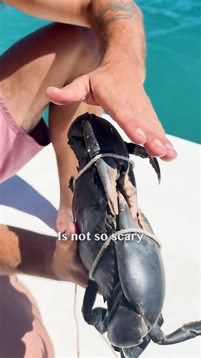 How to tie a crab for safe cooking🦀 #camping #australia #fishing #cooking #samlivesoutside