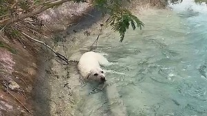 Family pulls exhausted dog out of drainage channel