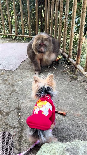 Xingxing doesn't like her new friend very much. #monkey #animal #cute #funny #fyp