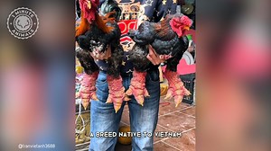 14K views · 252 reactions | Dragon Chicken  The MUTANT Chicken! Powerful, bulky, and incredibly rare. The Dragon Chicken is one of the most impressive birds you’ll ever see. Its thick body and strong legs make it look almost unreal. #dragonchicken #rareanimals #chickens #weirdanimals #1MinuteAnimals | 1 Minute Animals | Facebook