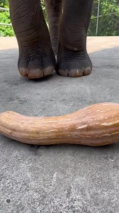 52K views · 278 reactions | #foryou #cute #animal #foryourpage #animals | Ani Cute | Facebook