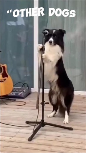 Other Dogs V.S The last One😱😱 #shorts #viral #dog #dogs #tiktokeffects