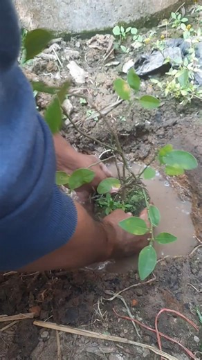 Planting lemon trees #nature #bayleaf #plantgrafting #fruit #lemontree