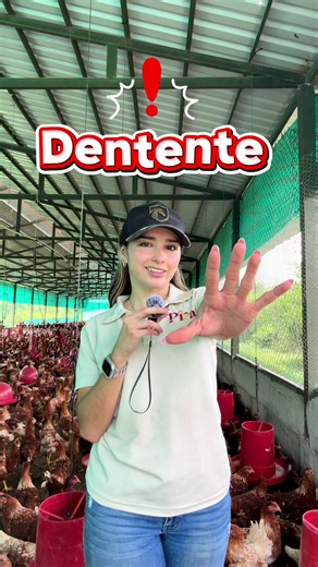 Valida esto antes de comprar gallinas ponedoras Babcock Brown