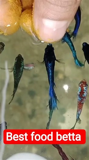 betta fish food in tamil