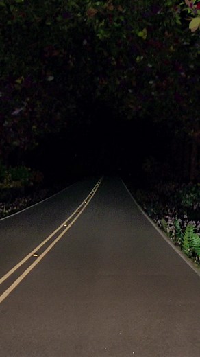 Paul Schrader’s MASTER GARDENER, featuring music by Devonté Hynes 🌷 Now playing in theaters from @Magnolia Pictures 🌿 #paulschrader #filmtok #joeledgerton #sigourneyweaver #bloodorange