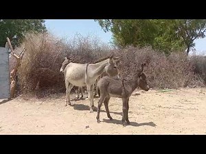 Donkey of Dasert traditional Donkey