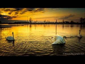 Albatross - Fleetwood Mac