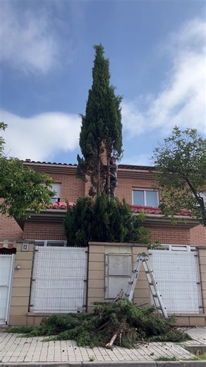 Se requiere cortar la altura del ciprés. De árbol a seto