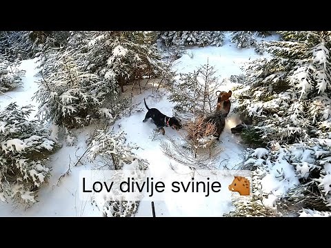 Lov divlje svinje sa psima 🐕🐗☘️ | Wildboar hunting