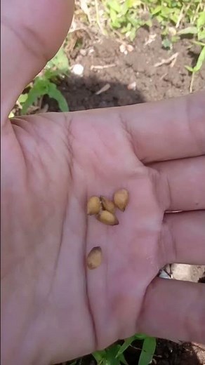 tutorial cara menanam jeruk nipis dari biji hingga panen
