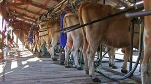 ALTAI, RUSSIA JUNE 10, 2017: Automated dairy processing milking cow on milk factory.