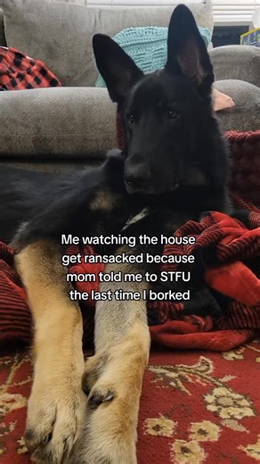true story #germanshepherdthings #bicolorgermanshepherd #germanshepherd #gsdoftiktok #dogsoftiktok #gsd #funnydog | Charlie the Bicolor GSD