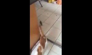 Cat vs Mouse