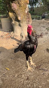 🥰🥰 | Java Aseel