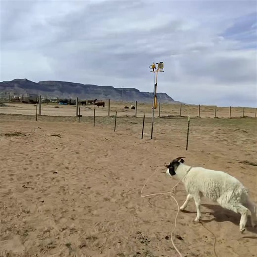 Rookie Goat Roper: A Journey into Roping Skills