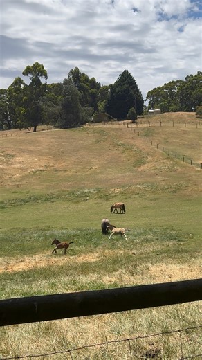 The boys, Rùm and Talisker, having a bit of a hoon! | Ruby Ridge Highland Ponies