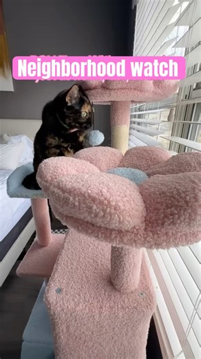 She’s on neighborhood watch duty #noseycat #cattree #funnycat #noseyneighbor