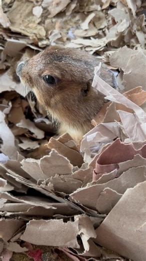 Herbie didn’t get up for breakfast. I was worried. Herbie is fine…I just have a huge mess to pick up. 🤷🏼‍♀️🐿️ | Tracy Hinson