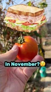 Harvesting Tomatoes in November!? 🍅 How My DIY Cattle Panel Greenhouse Extends the Season