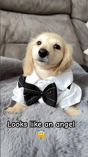 The Rise of the English Cream Dachshund 🐶