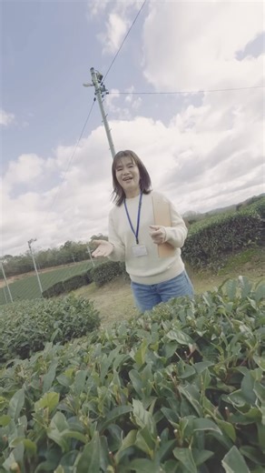 MKタクシー【公式】MK TAXI Official on Instagram: "✨【京都 / 南山城村】800年以上の歴史が息づく日本茶のふるさと「お茶の京都」エリアで奥深い日本茶の世界を味わう特別なツアー✨ 800年以上の歴史が息づく日本茶のふるさと「お茶の京都」エリアで、特別な時間を過ごしませんか？ 京都駅からMKのハイヤーに乗って、のどかな茶畑まで快適に移動🚗💨 日本茶インストラクターの資格も持つ「京都・むら茶コンシェルジュ」のガイド付きで、普段は立ち入ることのできない茶畑の中を散策したり、お茶の飲み比べ体験をして、奥深い日本茶の世界を味わえる特別なツアーです🍃] 🍵イチオシポイント ・絶景が広がる南山城村の美しい茶畑をガイド付きでゆっくり散策（約60分） ・碾茶・煎茶・番茶の飲み比べで南山城村産のお茶の違いを堪能 ・お茶の美味しい淹れ方を学べる ・茶農家さんの話を聞きながら、お茶を通じた地域の暮らしと文化に触れる 📍こんな方におすすめ！ ・お茶の奥深い世界を覗いてみたい方 ・自分でも美味しいお茶を淹れてみたい方 ・癒される自然の風景が好きな方 ・京都で新しい景色・