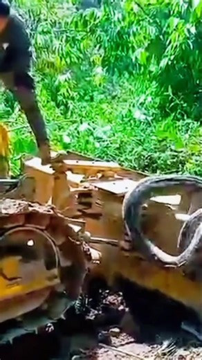Python wrapped around excavator's back‼️#shorts