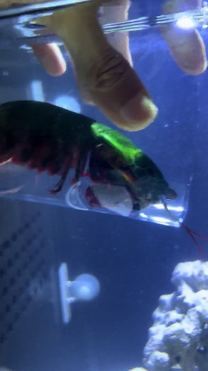 Mantis Shrimp: Colorful Creatures for Sale