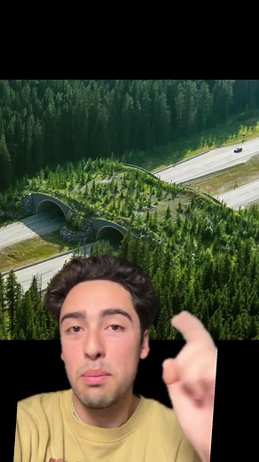 Wildlife Bridges: Safeguarding Animal Crossings