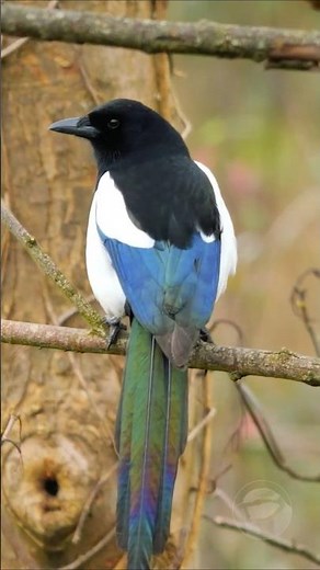 Beautiful Magpie Shows Off Its Stunning Rainbow Tail! #shorts