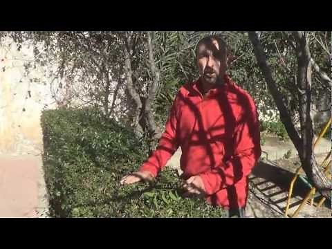 Jardinería-Plantas-Ligustrum