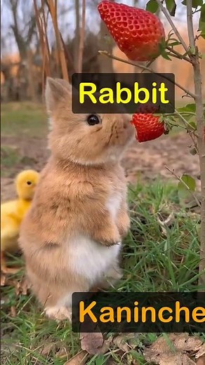 How do you say Rabbit in German 🇩🇪 #LearnGerman #GermanVocab