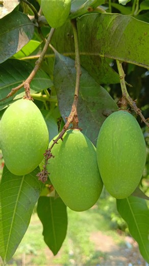 “Kaccha Aam Tree 🍋 | Fresh Green Mangoes on Tree | Village Garden Nature Video” #desifood #shorts
