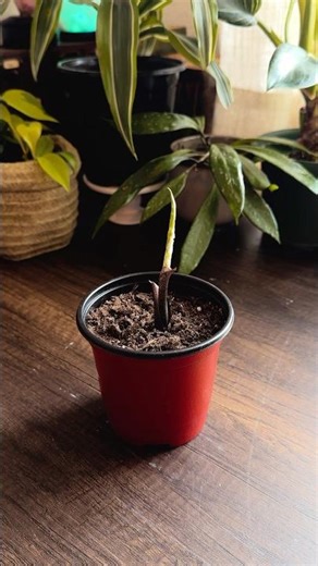Caladium update 🪴 #caladium #plants #gardeningasmr