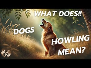 What does dog howling means