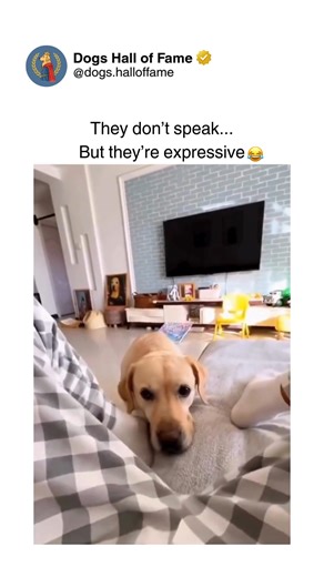 Dogs • Cute Dogs • Dog Videos on Instagram: "Dogs communicating with zero words yet somehow saying absolutely everything through dramatic expressions, meaningful stares, and body language so expressive it doesn't need translation. These aren't simple tail wags — these are full emotional performances using eyebrows, ear positions, head movements, and facial expressions that convey judgment, disappointment, excitement, betrayal, confusion, and sass without a single bark. Some dogs deliver witherin