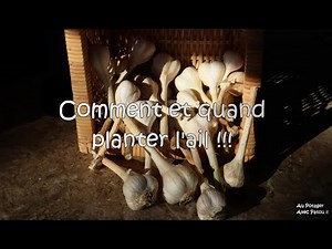 How and when to plant garlic!!