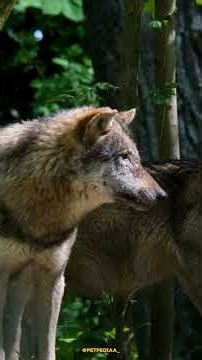 Wolf pack dynamics #petpediaa #wolves