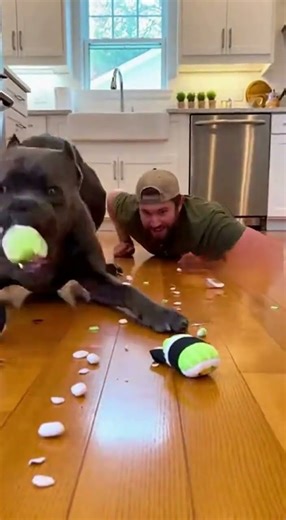 Man Vs Dog Sushi Challege 🍣