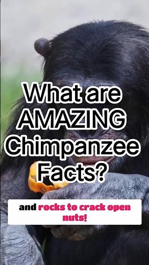 What are AMAZING Chimpanzee Facts?