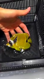 #raccoon #raccoonbutterflyfish #saltwateraquarium #saltwaterfishing | 𝐒.𝐌 𝐅𝐢𝐬𝐡 𝐂𝐫𝐞𝐚𝐭𝐢𝐨𝐧