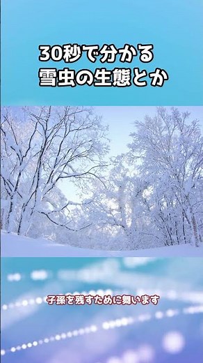 30秒で分かる雪虫の生態とか解説