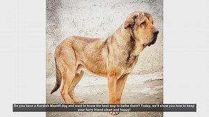 How to Bathe Your Kurdish Mastiff: Step-by-Step Guide