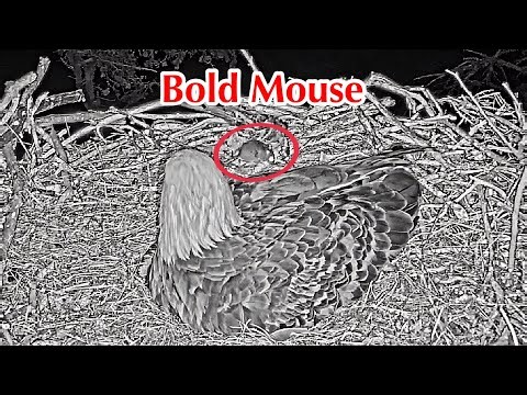 #5🦅🥚(💔🥚🥚)Sauces Bald Eagle Nest 2026／Audacity💗Jak／powered by EXPLORE.org