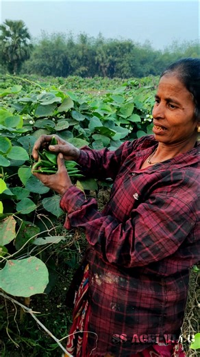 Farm-Fresh Lablab Beans or Hyacinth Beans Picked by Woman Farmer #shorts