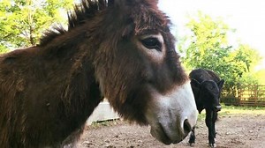 Violet, the miniature donkey, takes care of blind animals on an Arkansas farm