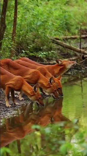 Witness the Secret Lives of Dholes in the Wild 🐾