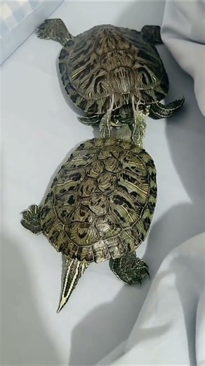 Turtle Sign Language #Little Turtle#0b1f0