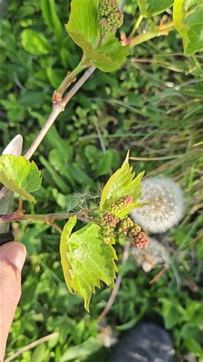 When a baby Grape is born